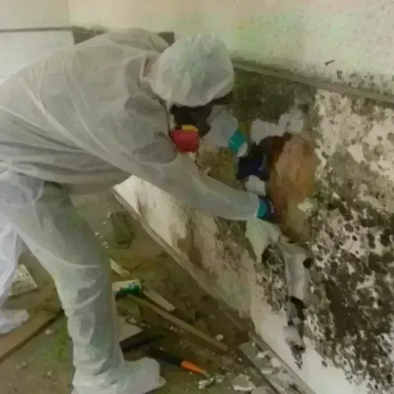 Mold Remediation and Removal in North El Monte, CA